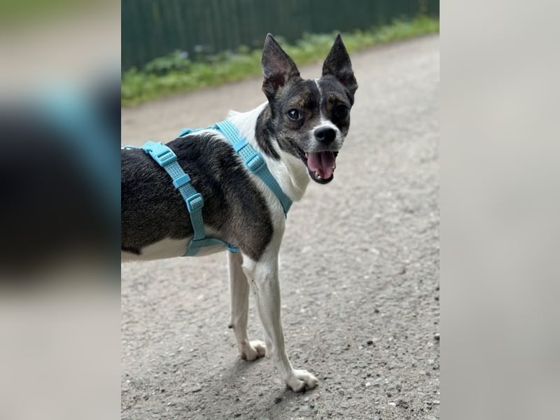 Gesseliger Peter sucht dich ...