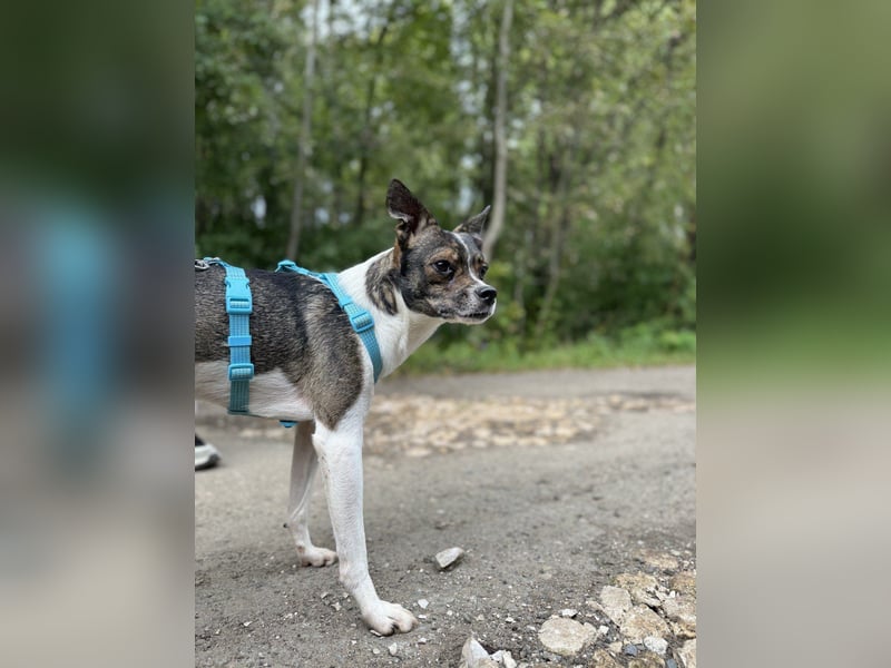 Gesseliger Peter sucht dich ...