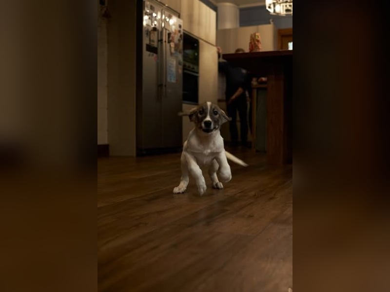 Wer will Harvi die Welt zeigen?!