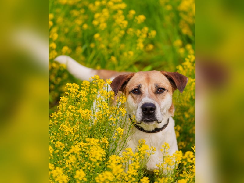 Shonny .. Wer gibt ihm sein für immer zu hause