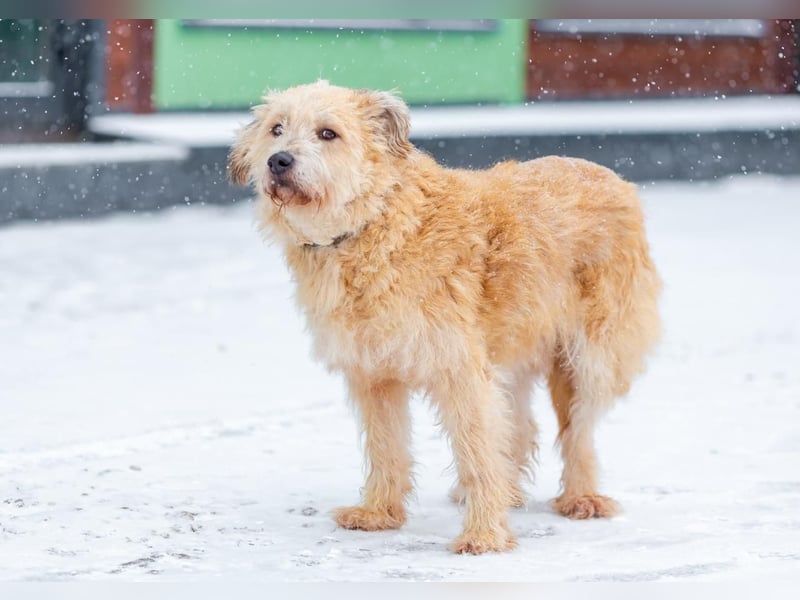 Wer gibt Algerien nochmal eine chance ?!