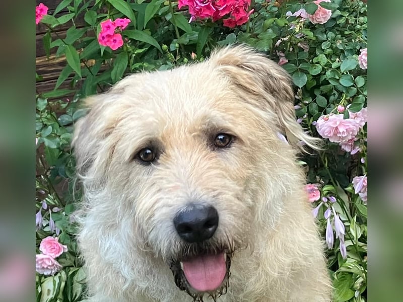 Wer gibt Algerien nochmal eine chance ?!