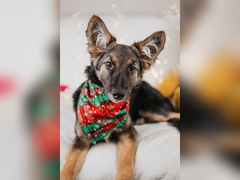 Verzaubert dich die kleine Lisa ?!