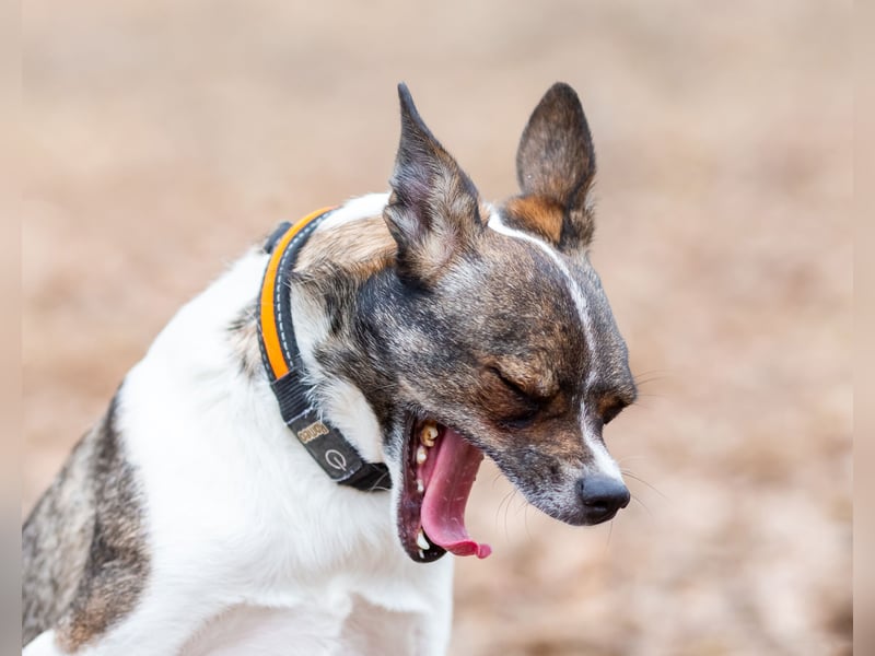 Gesseliger Peter sucht dich ...