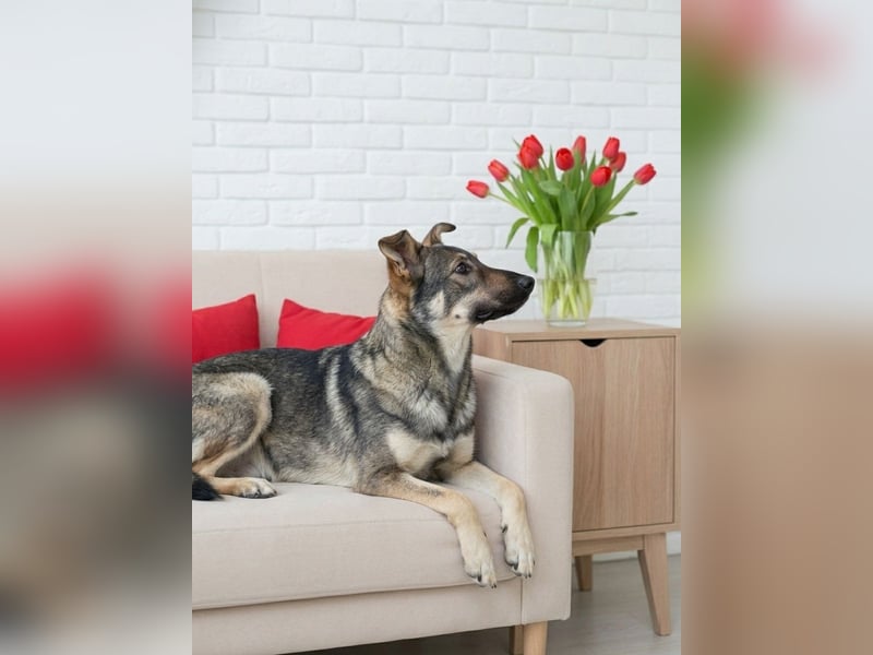 Liebevolle Olivka sucht ihren platz