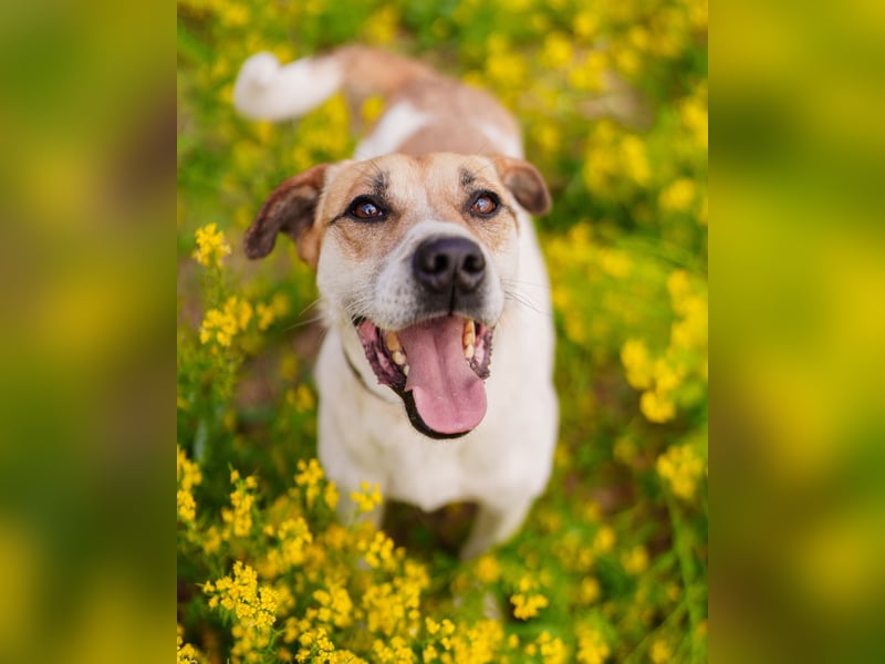 Shonny .. Wer gibt ihm sein für immer zu hause