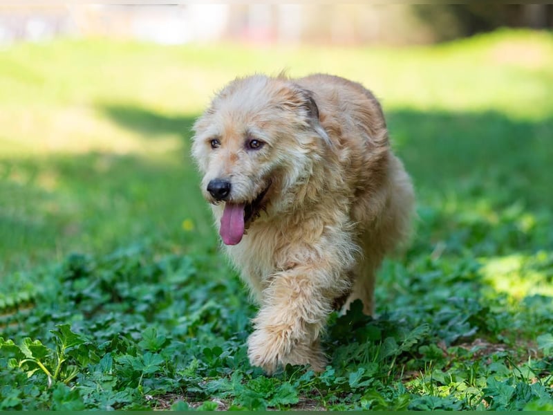 Wer gibt Algerien nochmal eine chance ?!