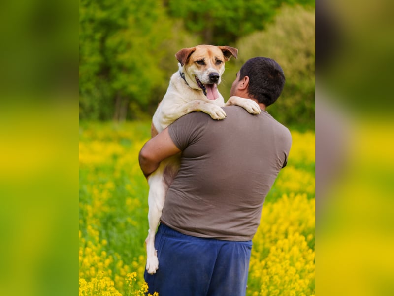 Shonny .. Wer gibt ihm sein für immer zu hause
