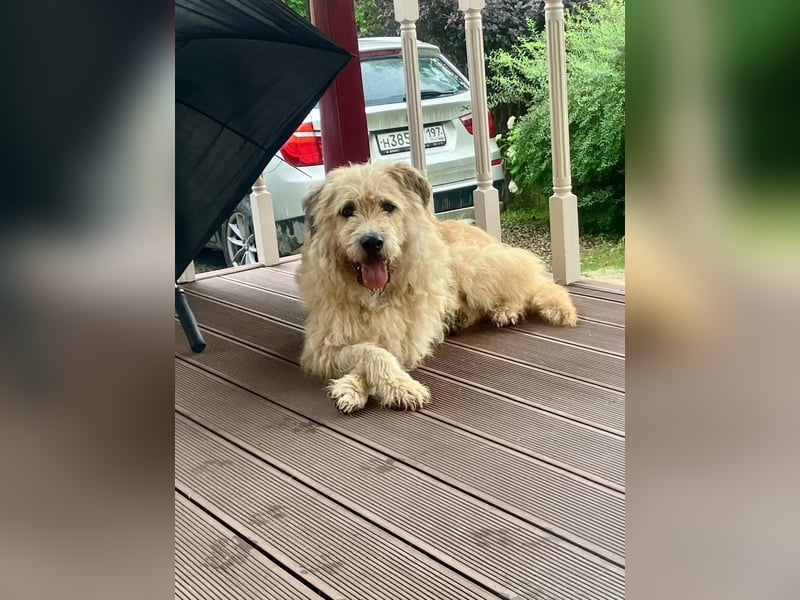 Wer gibt Algerien nochmal eine chance ?!