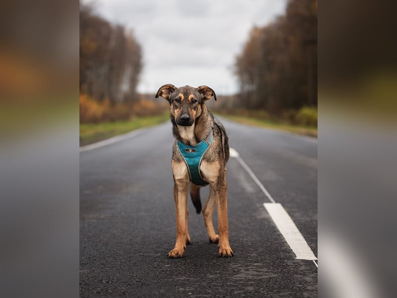 Mutiger Krosh sucht aktive Familie