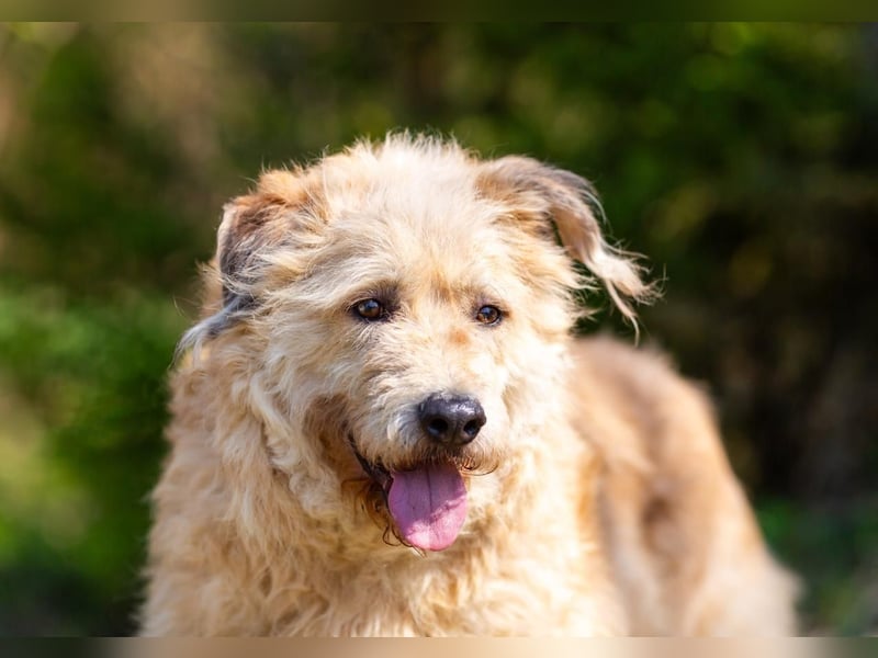 Wer gibt Algerien nochmal eine chance ?!