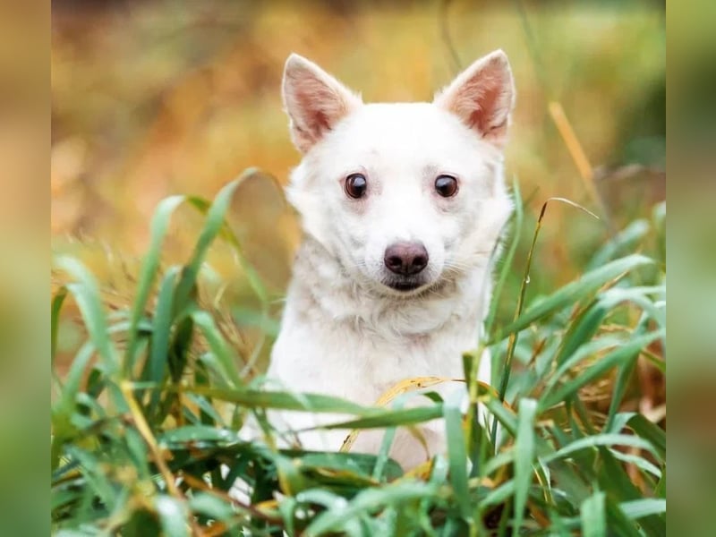 Kleiner weiße Kroki sucht liebevolle menschen