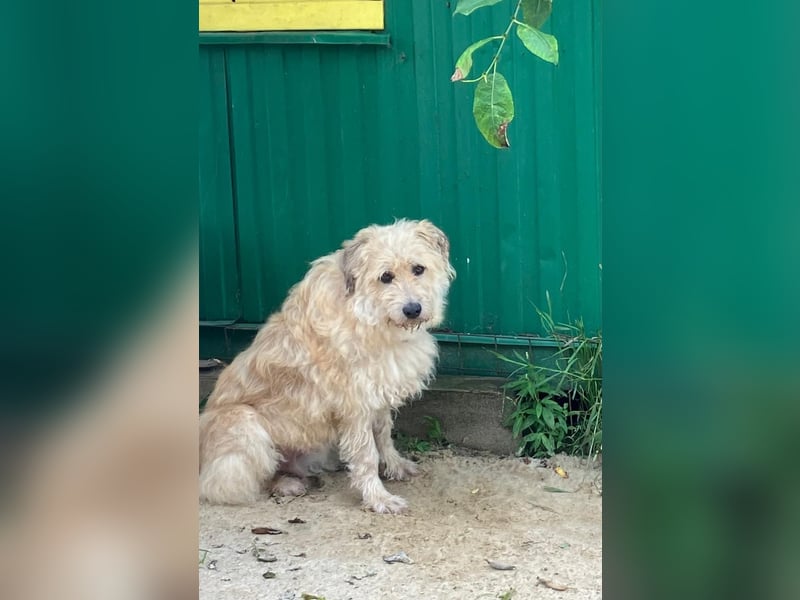 Wer gibt Algerien nochmal eine chance ?!