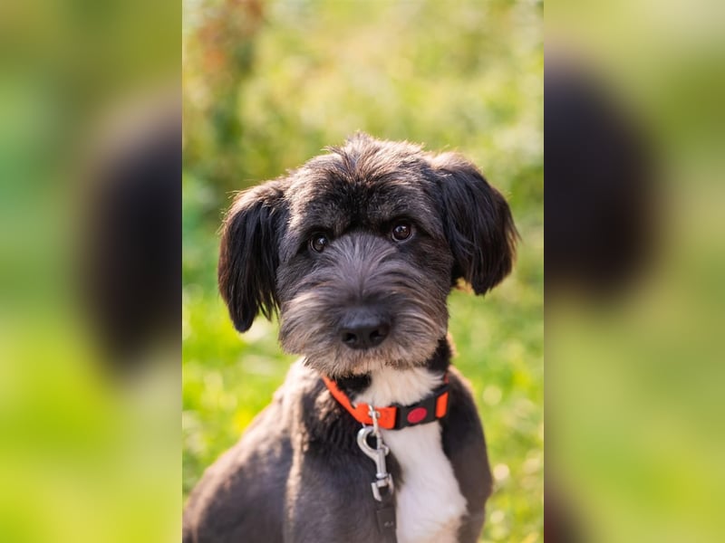 Neugieriger Bob sucht aktive Familie