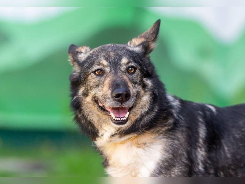 Ruhige Abi sucht ihren Platz (45770 Marl-Sinsen)