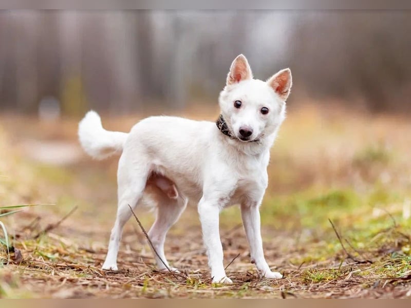 Kleiner weiße Kroki sucht liebevolle menschen