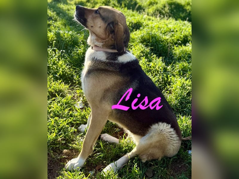 Liebes Seelchen Lisa
