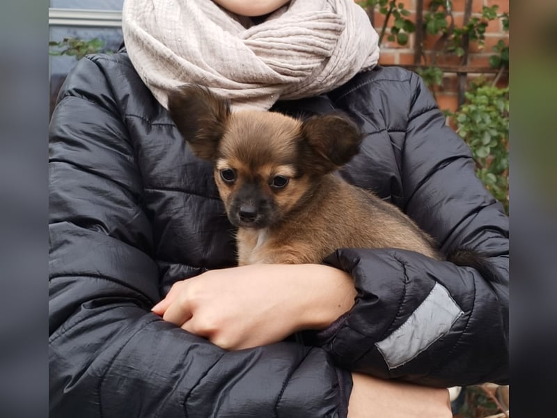 XXS Mini-Rasse-Mix Welpen Chihuahua, Papillon