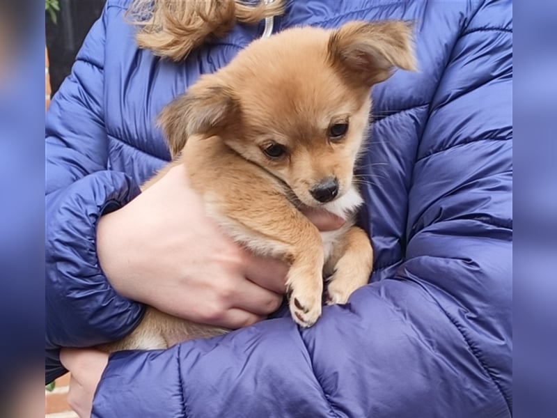 XXS Mini-Rasse-Mix Welpen Chihuahua, Papillon