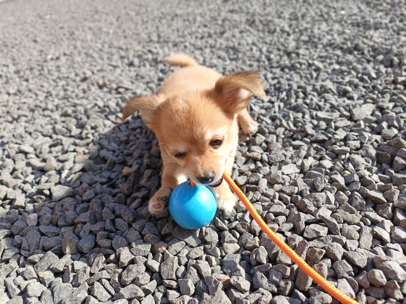 XXS Mini-Rasse-Mix Welpen Chihuahua, Papillon