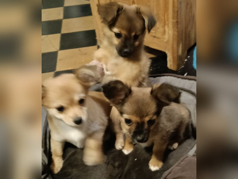 XXS Mini-Rasse-Mix Welpen Chihuahua, Papillon