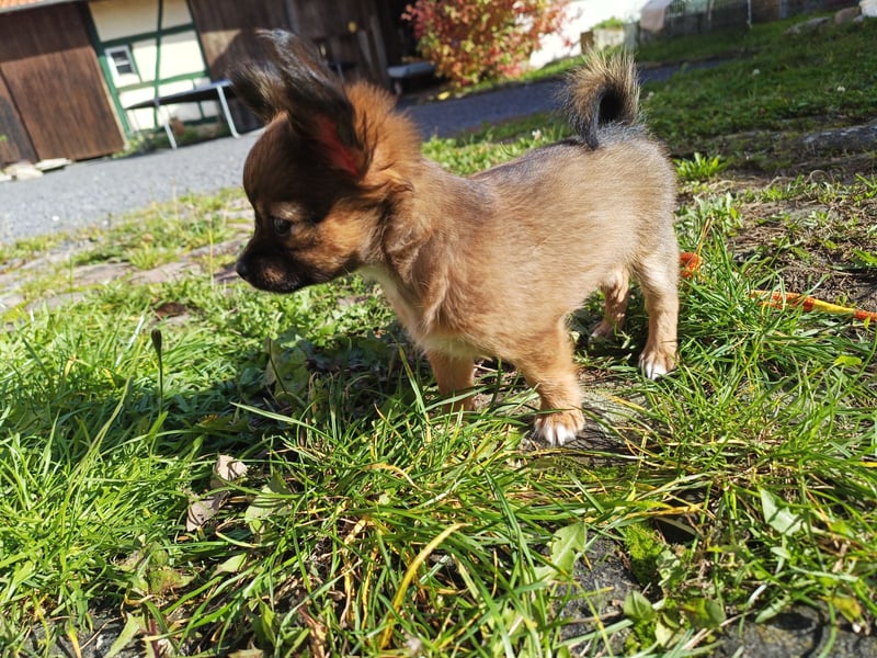 XXS Mini-Rasse-Mix Welpen Chihuahua, Papillon