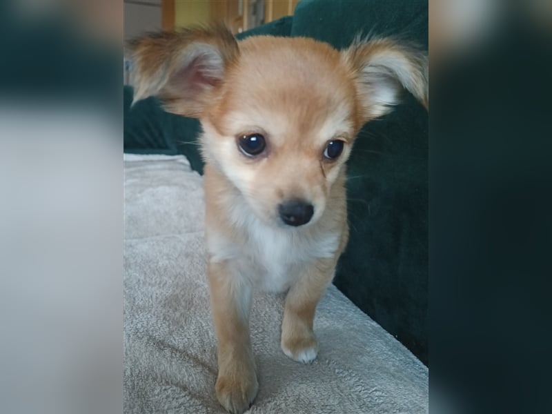 XXS Mini-Rasse-Mix Welpen Chihuahua, Papillon