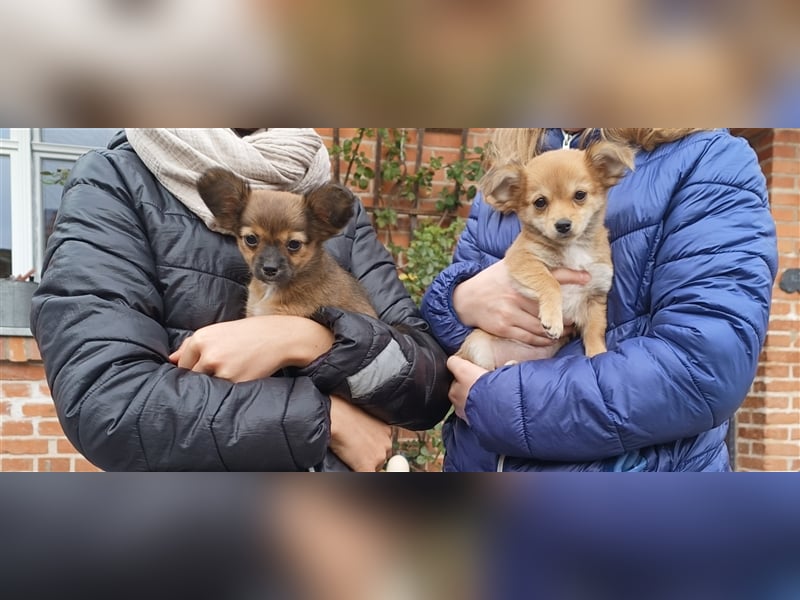 XXS Mini-Rasse-Mix Welpen Chihuahua, Papillon