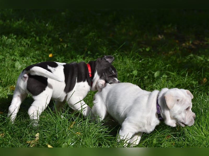 Shar-Pei x Labrador Mix Welpe Batida stellt sich vor......