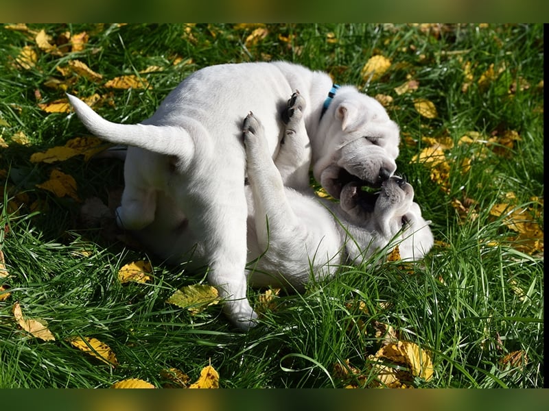 Shar-Pei x Labrador Mix Welpe Batida stellt sich vor......