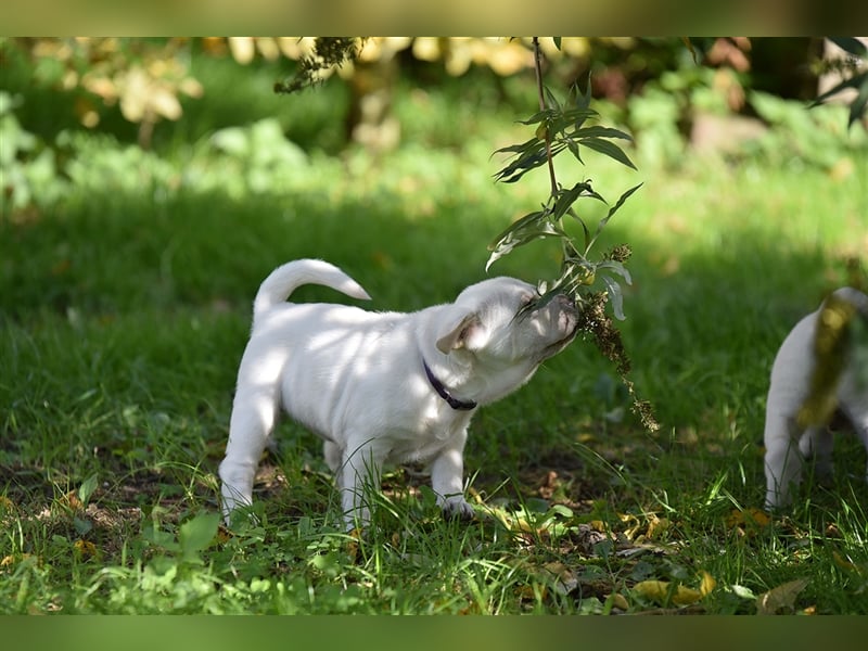 Shar-Pei x Labrador Mix Welpe Batida stellt sich vor......