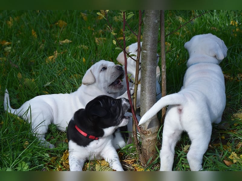 Shar-Pei x Labrador Mix Welpe Batida stellt sich vor......