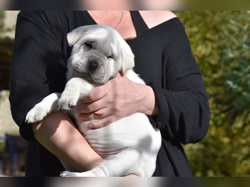 Shar-Pei x Labrador Mix Welpe Batida stellt sich vor......