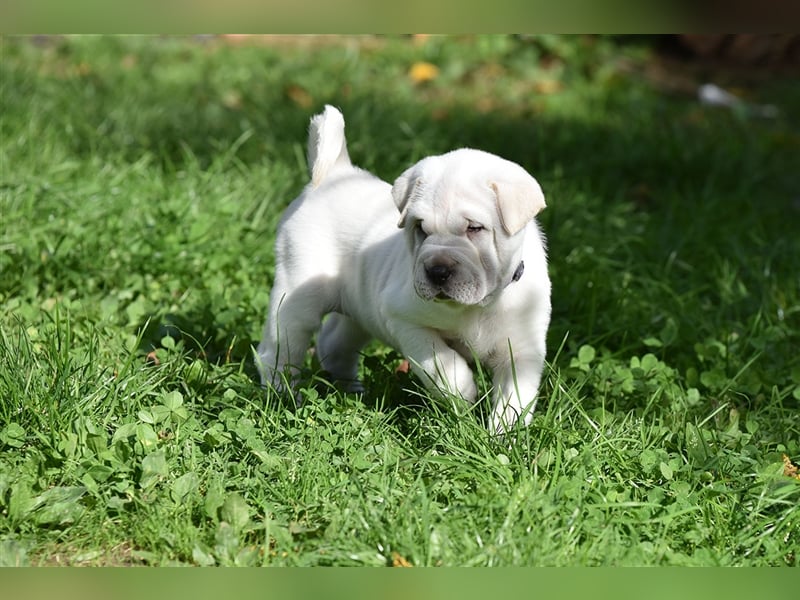 Shar-Pei x Labrador Mix Welpe Batida stellt sich vor......