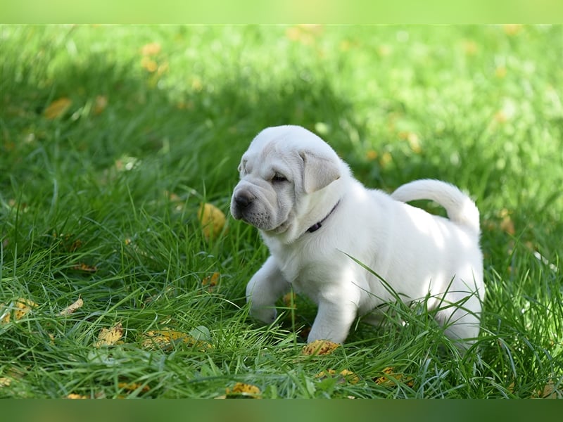 Shar-Pei x Labrador Mix Welpe Batida stellt sich vor......