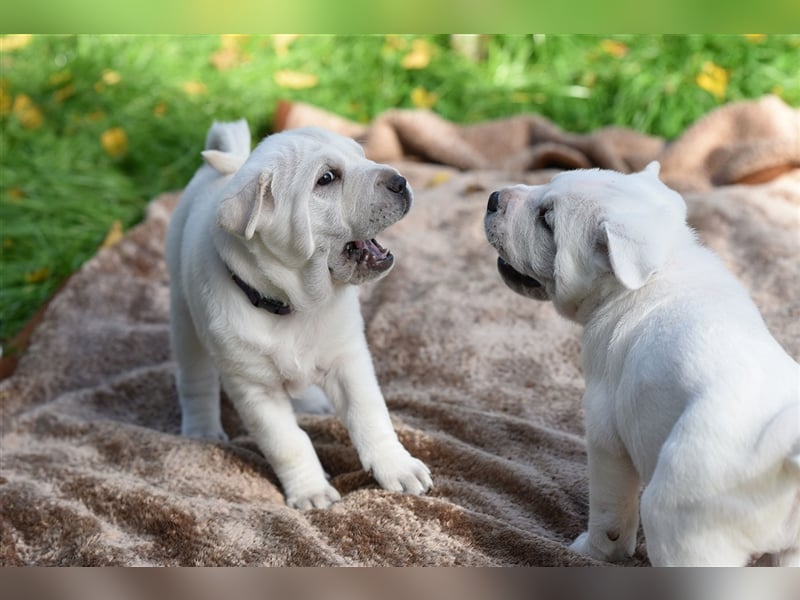 Shar-Pei x Labrador Mix Welpe Batida stellt sich vor......