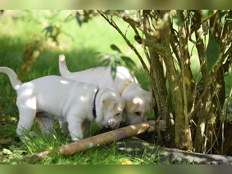 Shar-Pei x Labrador Mix Welpe Batida stellt sich vor......