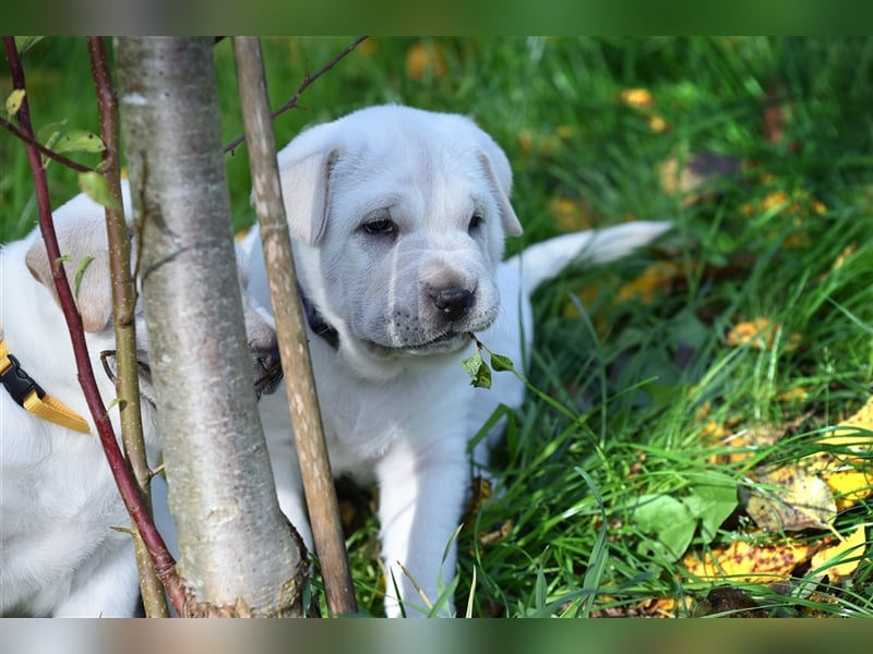 Shar-Pei x Labrador Mix Welpe Batida stellt sich vor......