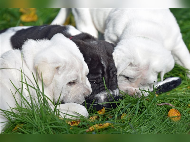 Shar-Pei x Labrador Mix Welpe Batida stellt sich vor......