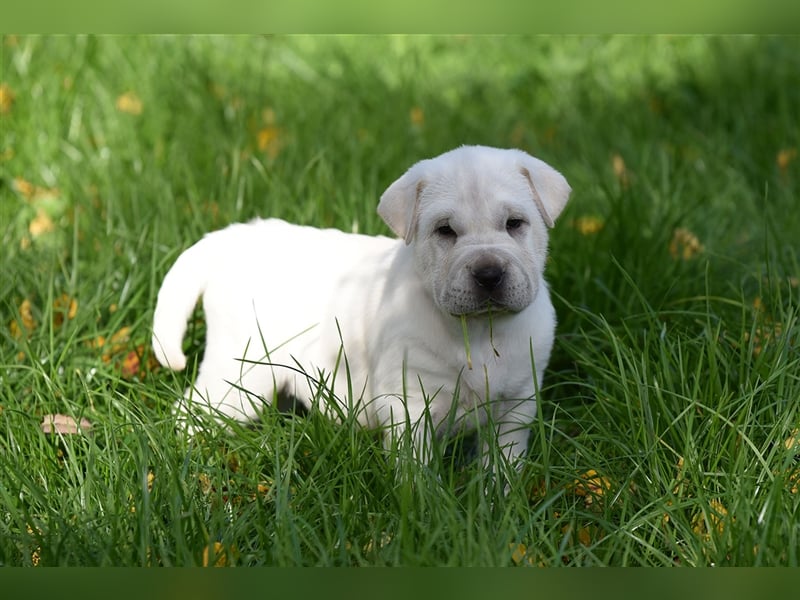 Shar-Pei x Labrador Mix Welpe Batida stellt sich vor......