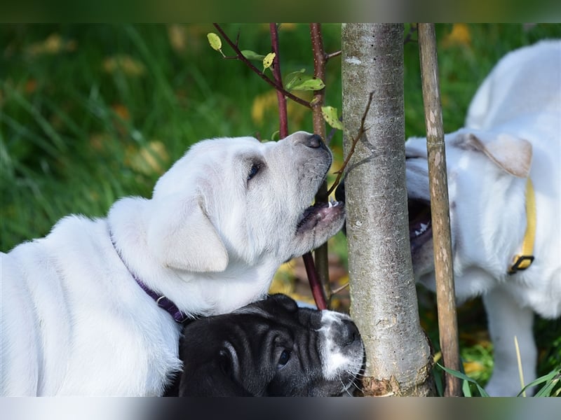 Shar-Pei x Labrador Mix Welpe Batida stellt sich vor......