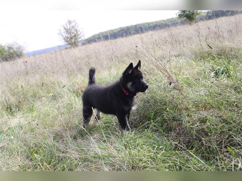 Eurasier - A. Malamute Nord-Hybrid Welpe:  Hündin, Name: Akota