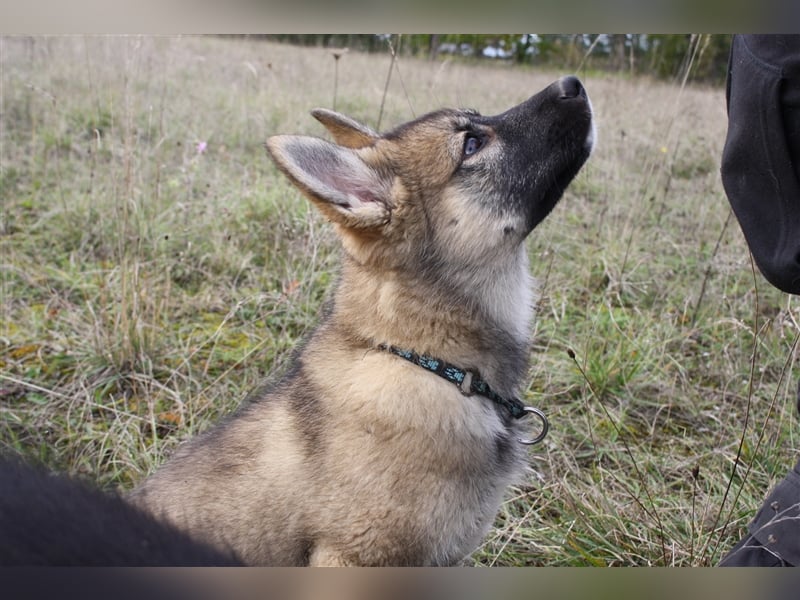 Eurasier - A. Malamute Hybrid-Welpe: Hündin, Name: Ajuma