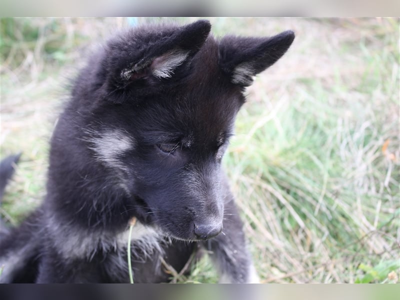 Eurasier - A. Malamute Nord-Hybrid Welpe:  Hündin, Name: Akota