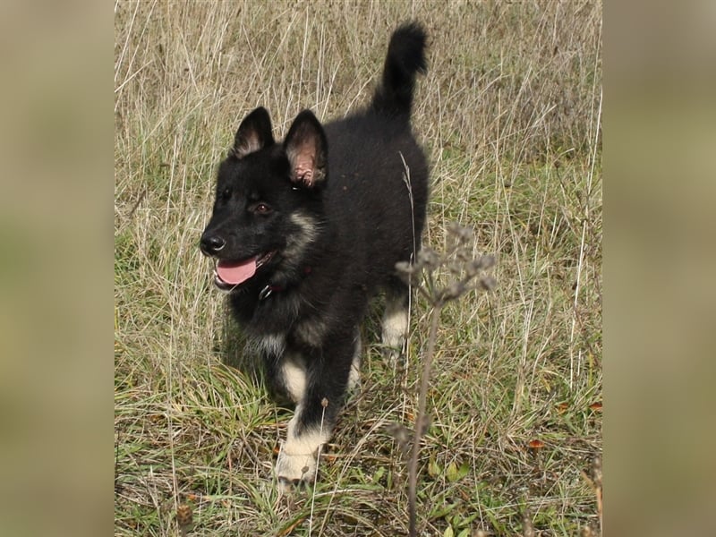 Eurasier - A. Malamute Nord-Hybrid Welpe:  Hündin, Name: Akota