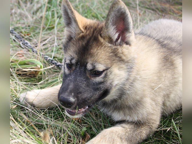 Eurasier - A. Malamute Nord-Hybrid Welpen suchen ein liebevolles Zuhause