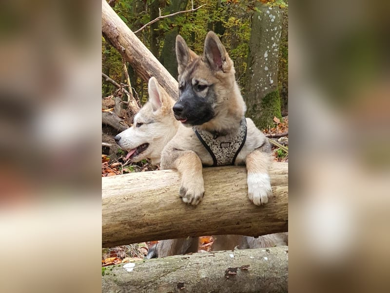 Eurasier - A. Malamute Nord-Hybrid Welpen suchen ein liebevolles Zuhause