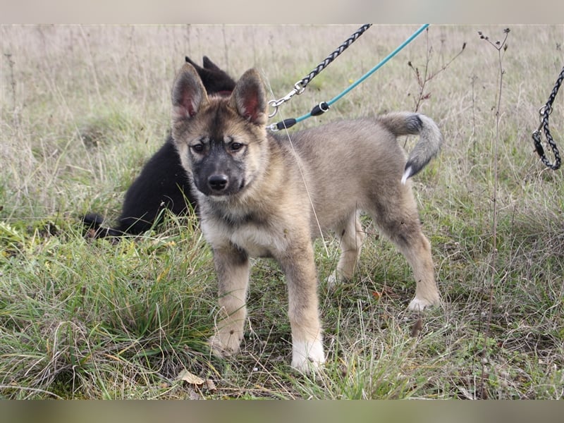 Eurasier - A. Malamute Hybrid-Welpe: Hündin, Name: Ajuma