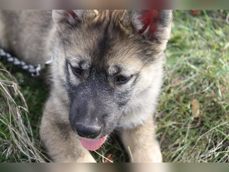 Eurasier - A. Malamute Nord-Hybrid Welpen suchen ein liebevolles Zuhause