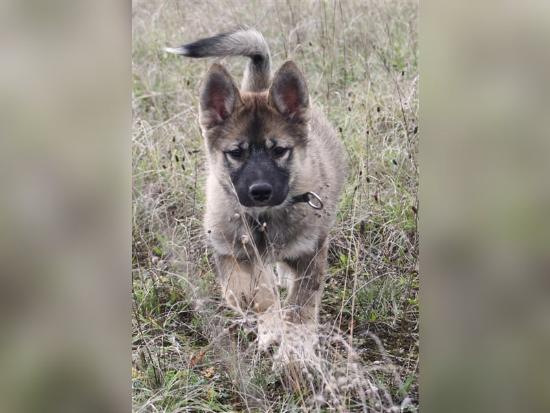 Eurasier - A. Malamute Nord-Hybrid Welpen suchen ein liebevolles Zuhause